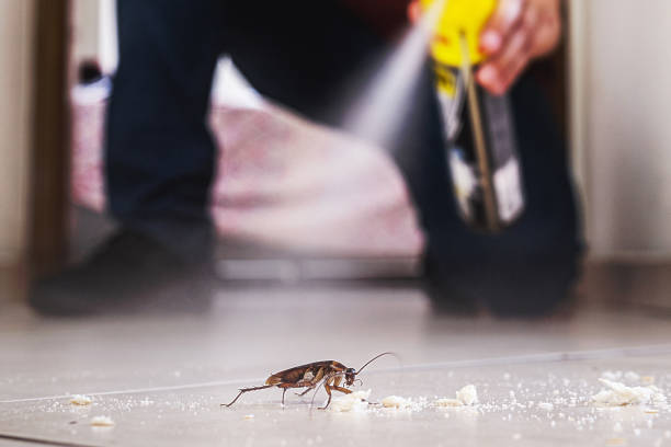 Best Termite Control Services  in Rainbow City, AL